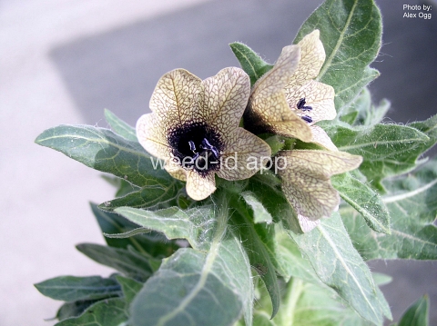 henbane, black